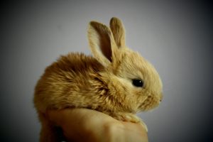 All the rabbit information you need before you bring home your pet bunny