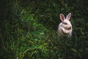 7 things you need for looking after your pet bunny