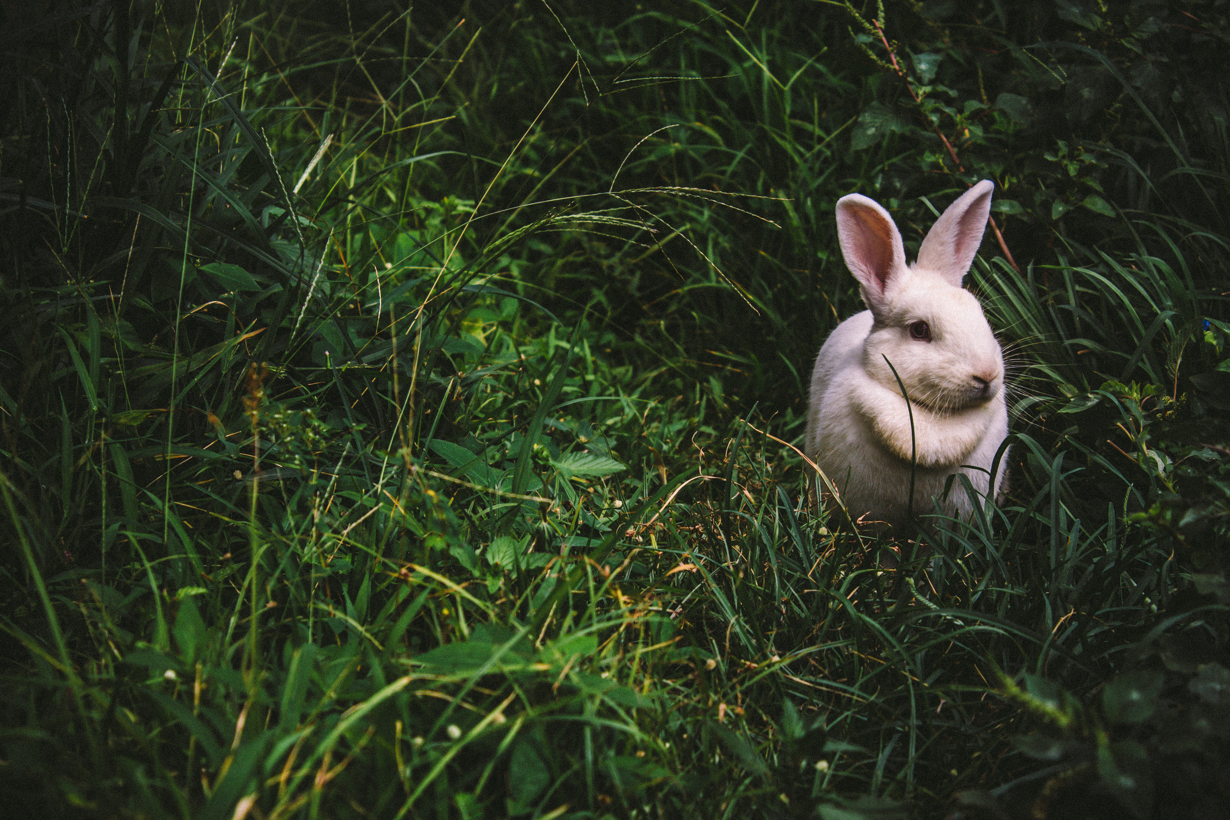 7 things you need before bringing your pet bunny home