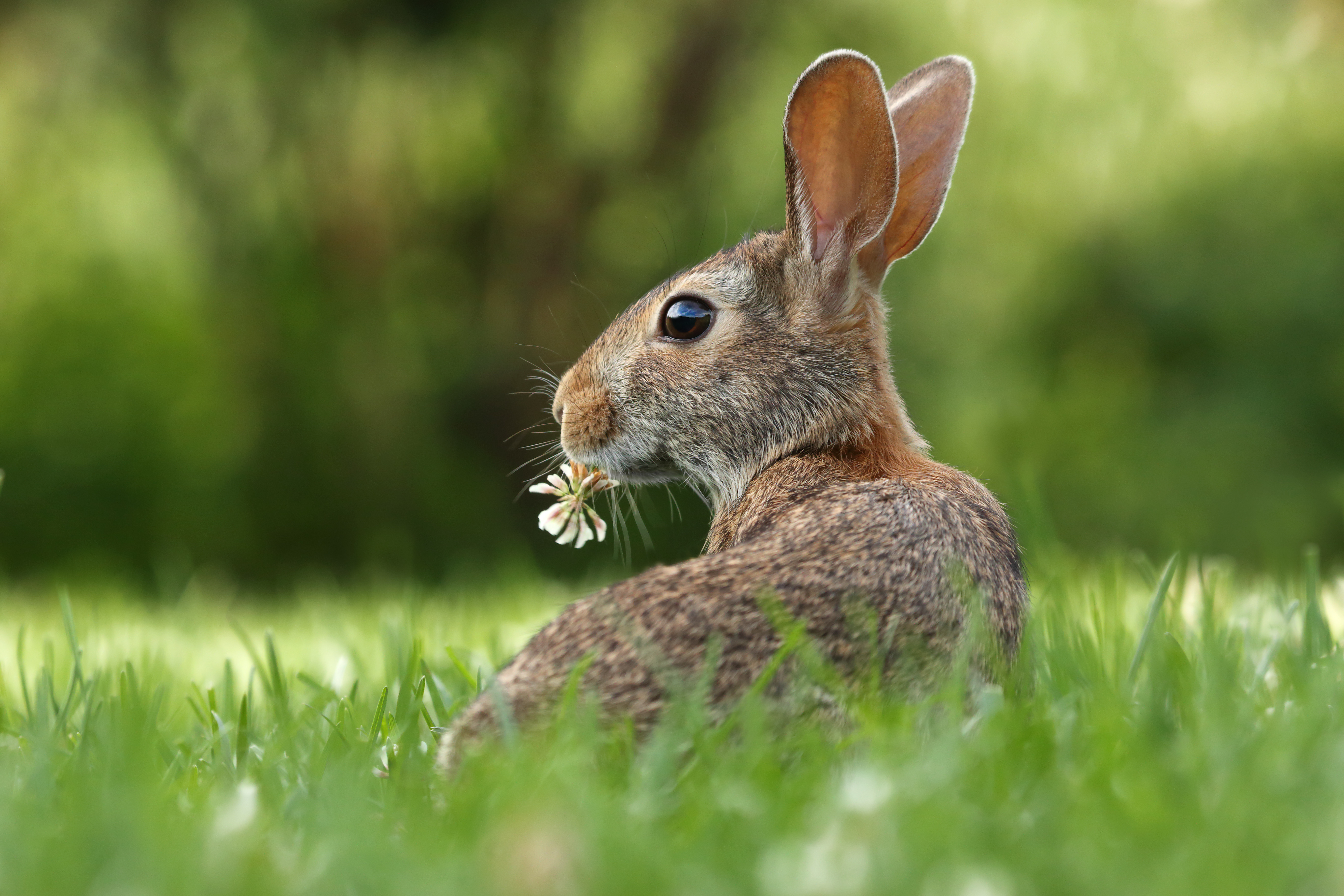 How to keep your rabbit cool in Summer