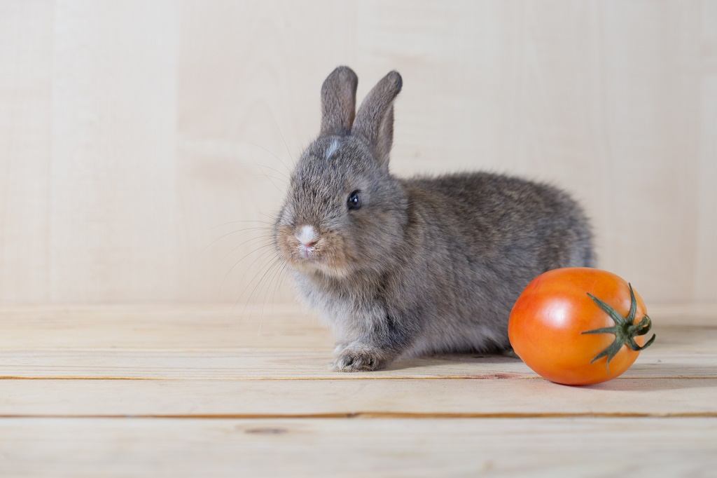 kunnen konijnen tomaten eten?