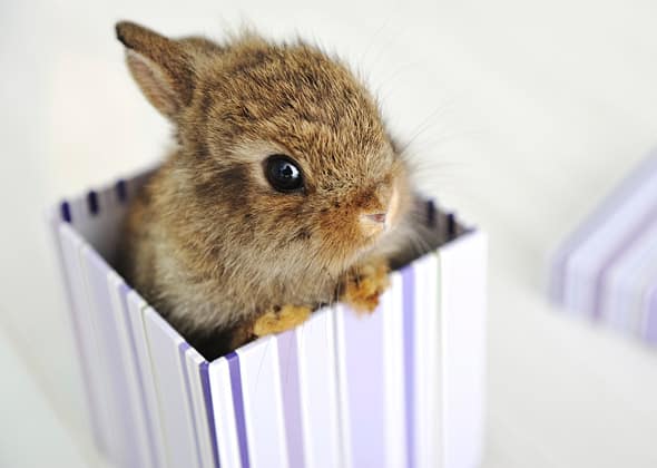 The Ultimate Baby Rabbit Guide