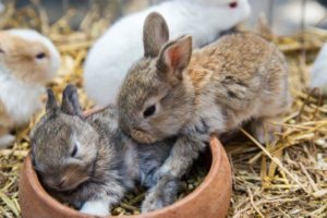 Weaning baby sales bunnies