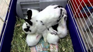 Mother feeding her litter | The Ultimate Baby Rabbit Guide