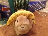 Can Rabbits Eat Bananas?