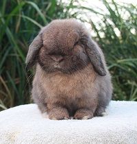 Do I Have an Unhappy Rabbit? (Here Are 4 Signs So You Can Be Sure)
