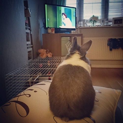 A picture of my rabbit watching TV to entertain himself
