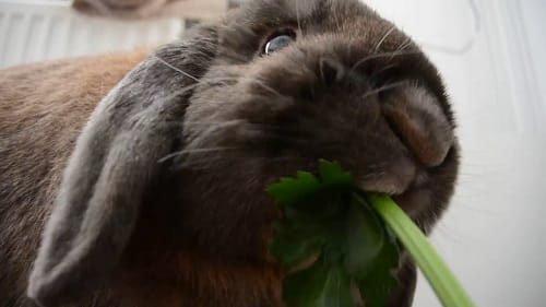 The Ultimate Rabbit Food List