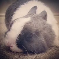 Rabbit Diet: How to keep your pet bunny healthy