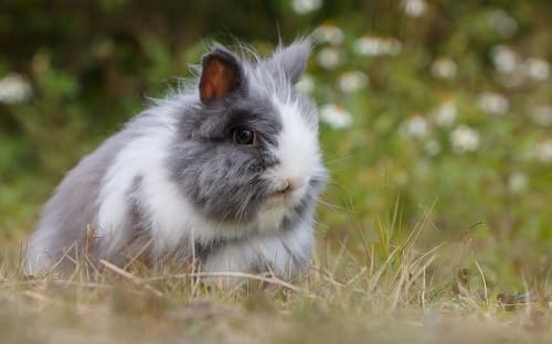 How to keep your rabbit cool in Summer - The Bunny Lowdown