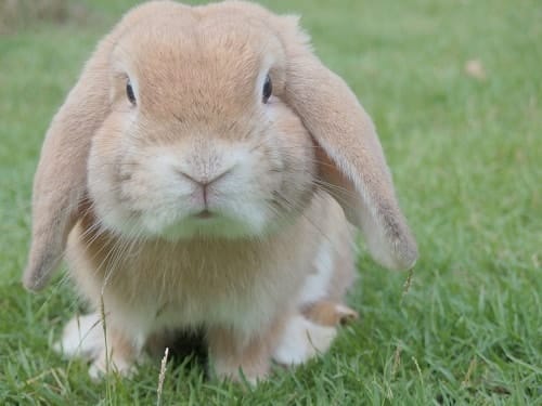 Understanding Rabbit Behaviour (23 ways your bunny tries to communicate with you)