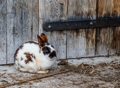 What Can Rabbits NOT Eat? (65 Foods You Shouldn’t Feed Your Bunny)