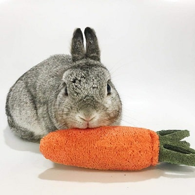 Carrot Chew Toy