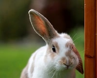 62 Rabbit Facts that You Might Not Know