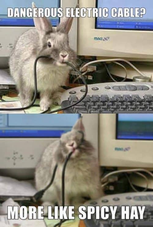 A rabbit eating a computer cable...and not a rabbit toy