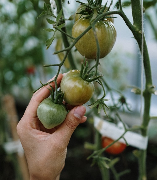 a picture of a person picking green tomatoes from a plant as part of the Can Rabbits Eat Tomatoes article on bunnylowdown.